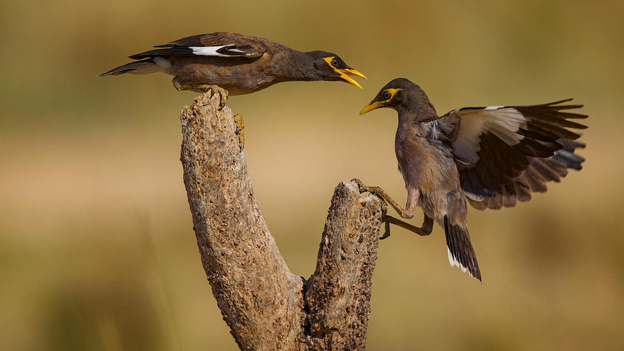 Common Mynas #2 Photograph by David Manusevich