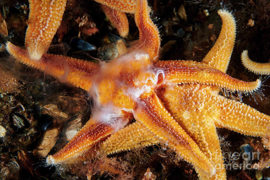 Common Starfish Spawning #2 By Alexander Semenov Science Photo Library