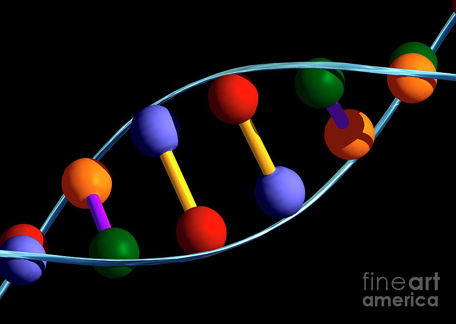 Computer Representation Of Dna With Base Pairs Photograph By Alfred Pasieka Science Photo Library