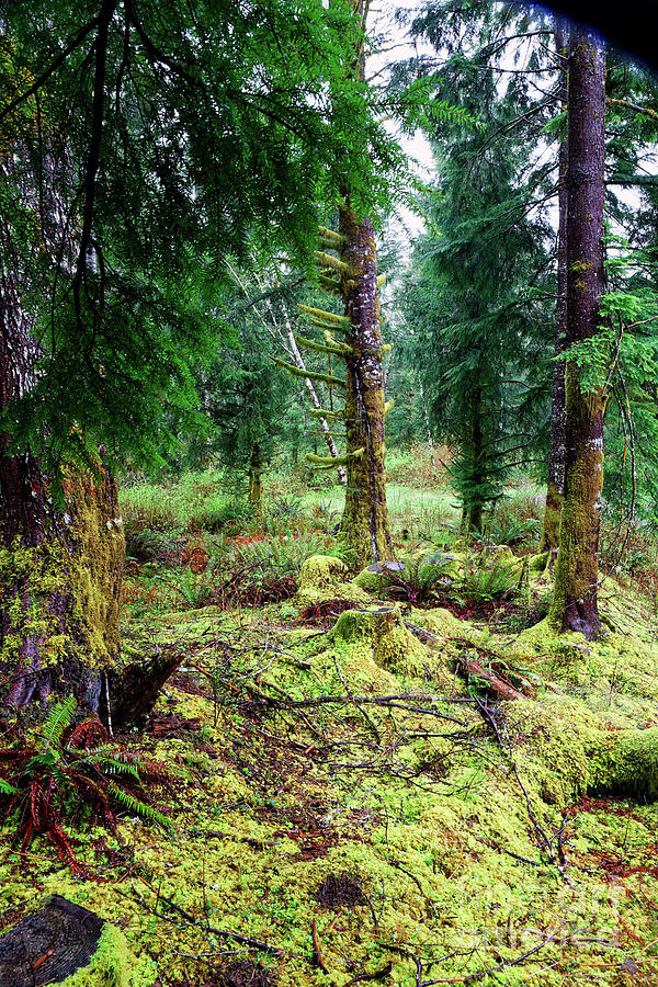 Conifer Forest Understory Close Up Yellow Green Moss Covering Gr Photograph