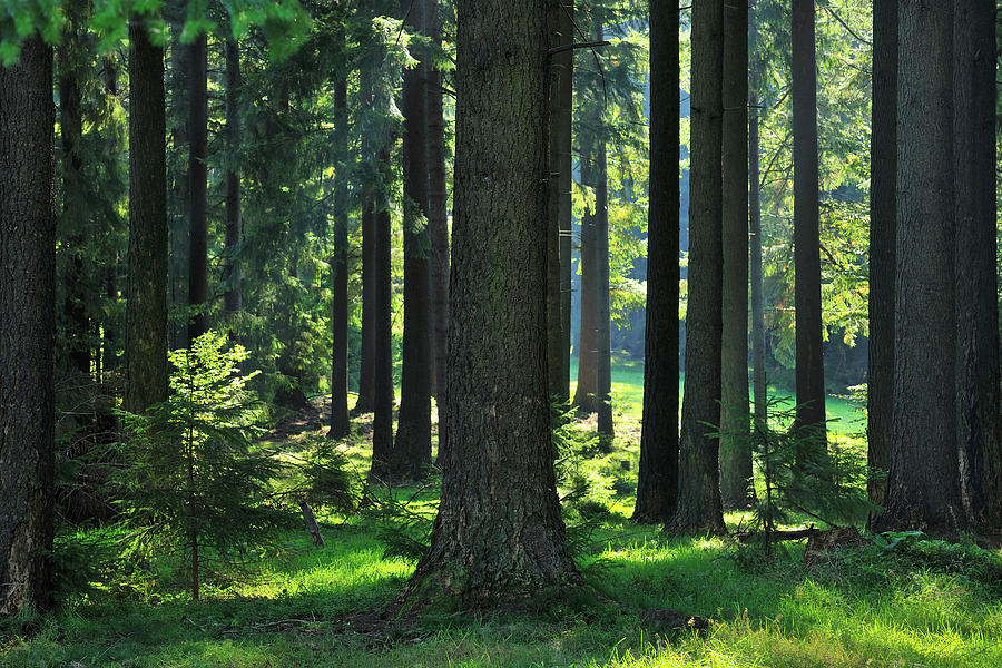 Coniferous Forest #2 Photograph by Raimund Linke