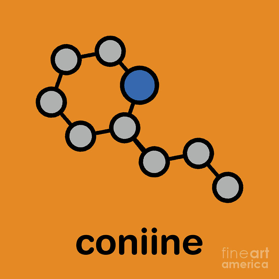 Ring Photograph - Coniine Herbal Toxin Molecule #2 by Molekuul/science Photo Library