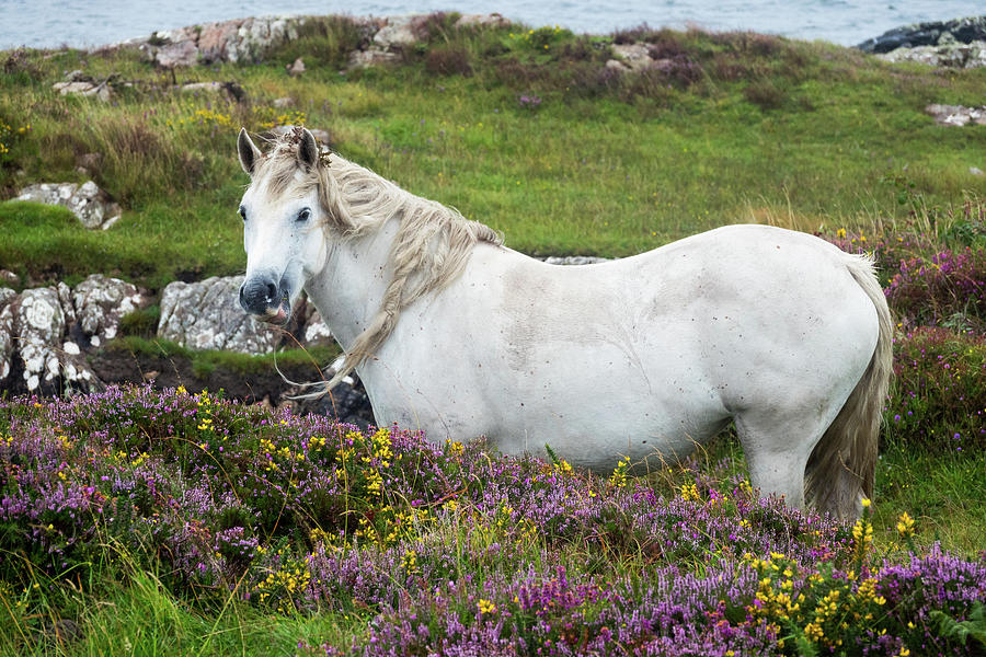 Connemara Pony, Equus Ferus Caballus, Connemara, County Galway, Ireland, Europe #2 Photograph by Konrad Wothe