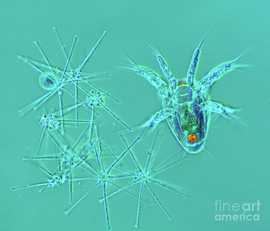 Copepod Larva #2 Photograph by Marek Mis/science Photo Library - Pixels