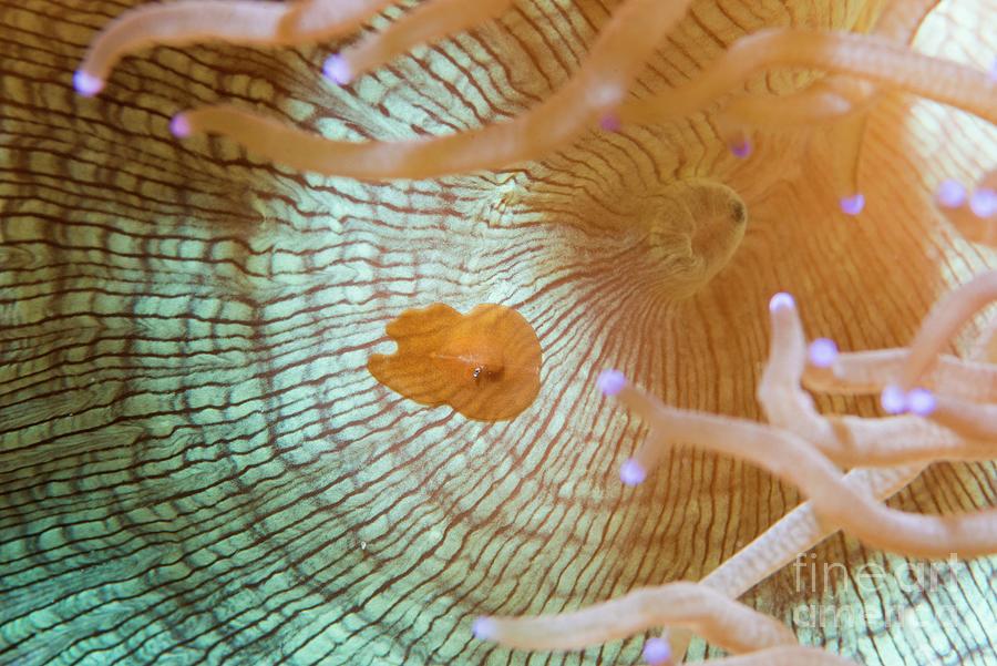 Coral #2 Photograph by Georgette Douwma/science Photo Library