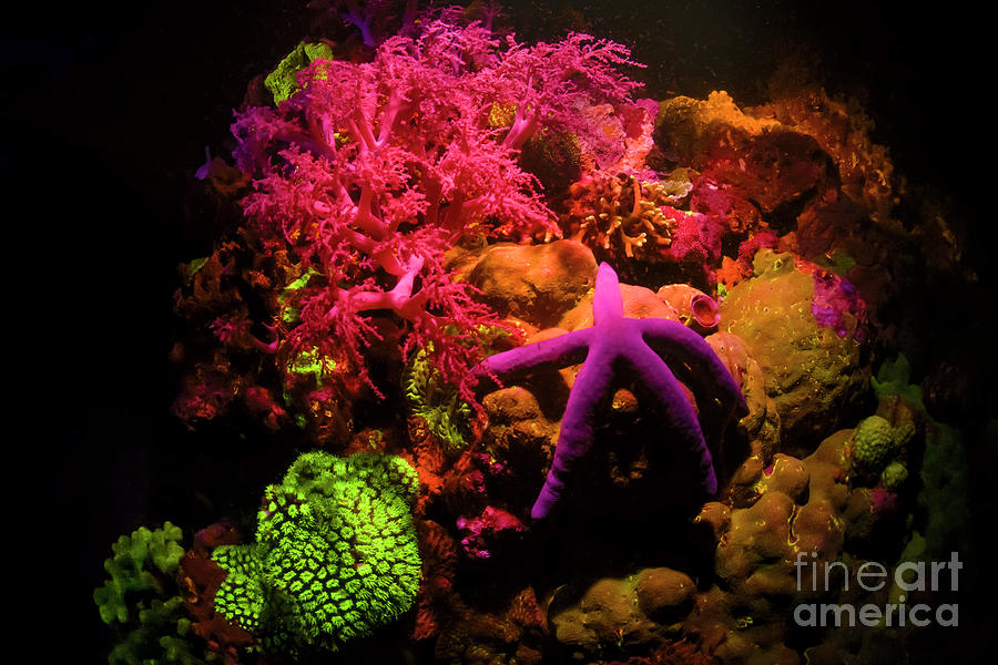 Coral Reef And Starfish Fluorescing At Night #2 Photograph by Louise Murray/science Photo Library