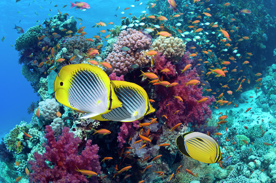 Coral Reef Scenery With Fish Photograph by Georgette Douwma