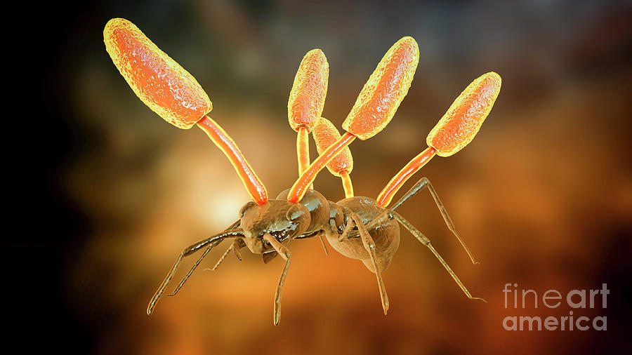 Cordyceps Parasitic Fungus Growing On Ant #2 Photograph by Kateryna Kon ...