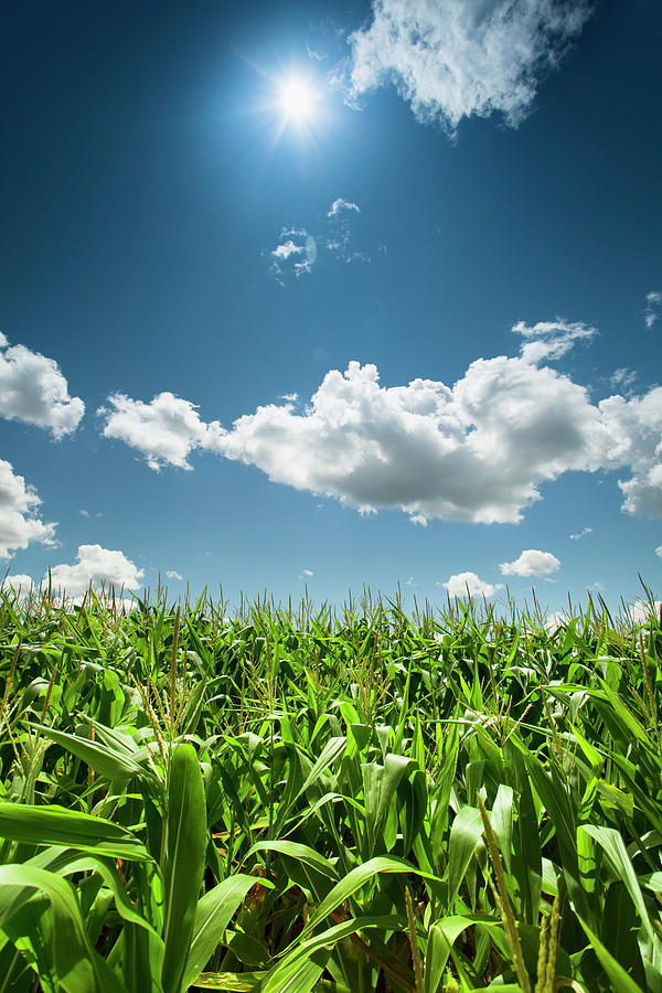 Corn Field Under The Summer Sun #2 Photograph by Pgiam