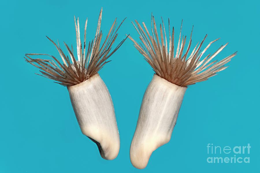 Flower Photograph - Cornflower Seeds #2 by Frank Fox/science Photo Library