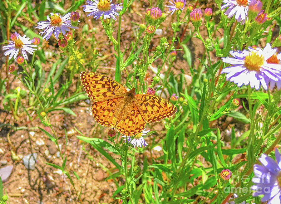 Coronis fritillary butterfly #2 Photograph by Benny Marty