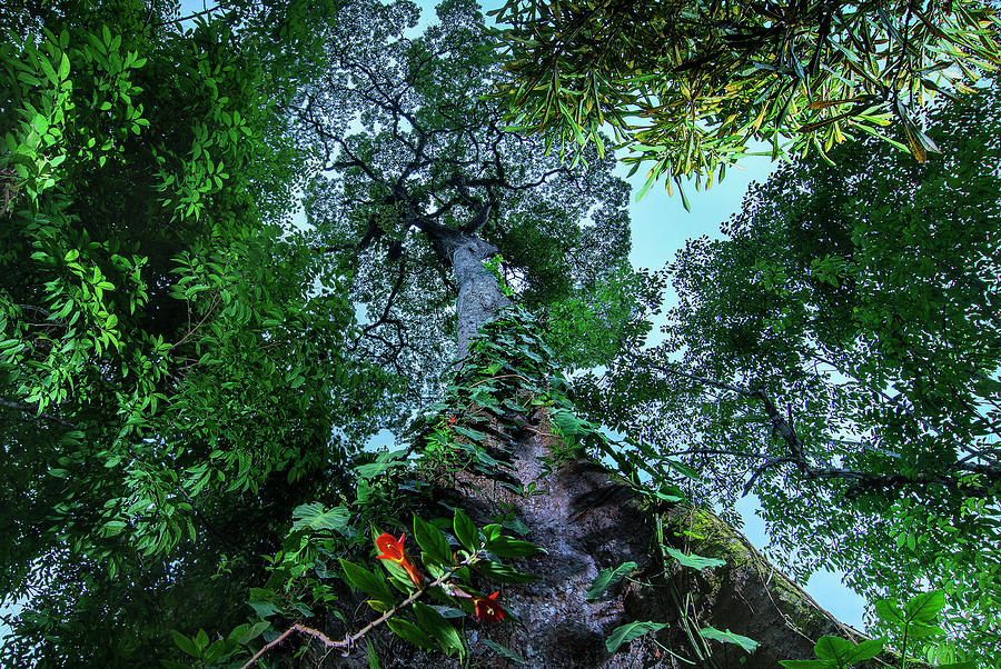 Costa Rica Rainforest Manzanillo Gandoca National Park #2 Photograph by Lode Greven Photography