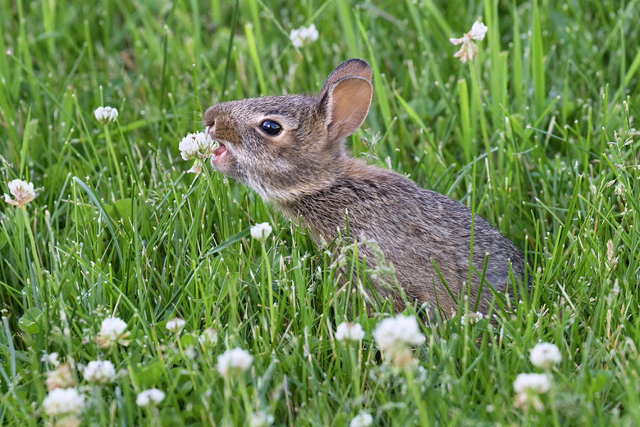 Cottontail Rabbit Eating Clover #2 Photograph by Ivan Kuzmin