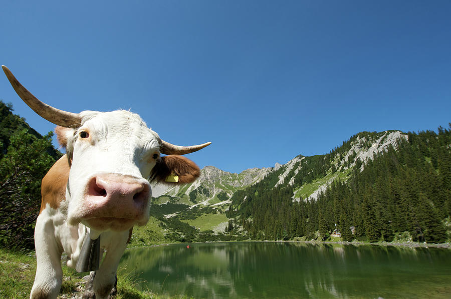Cow In The Alps #2 Photograph by Ra-photos