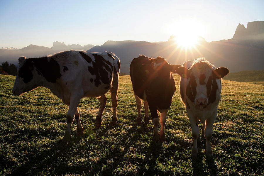 Cows #2 Digital Art by Bernd Rommelt