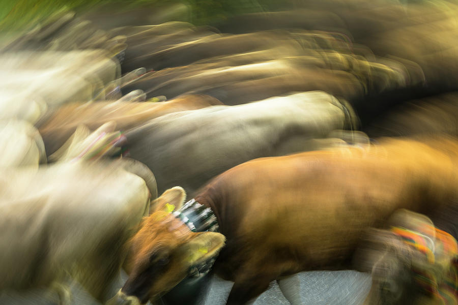Cows With Cowbells Run In The Herd On Forested Roads In The Mountains. Germany, Bavaria, Oberallgu, Oberstdorf #2 Photograph by Martin Siering Photography