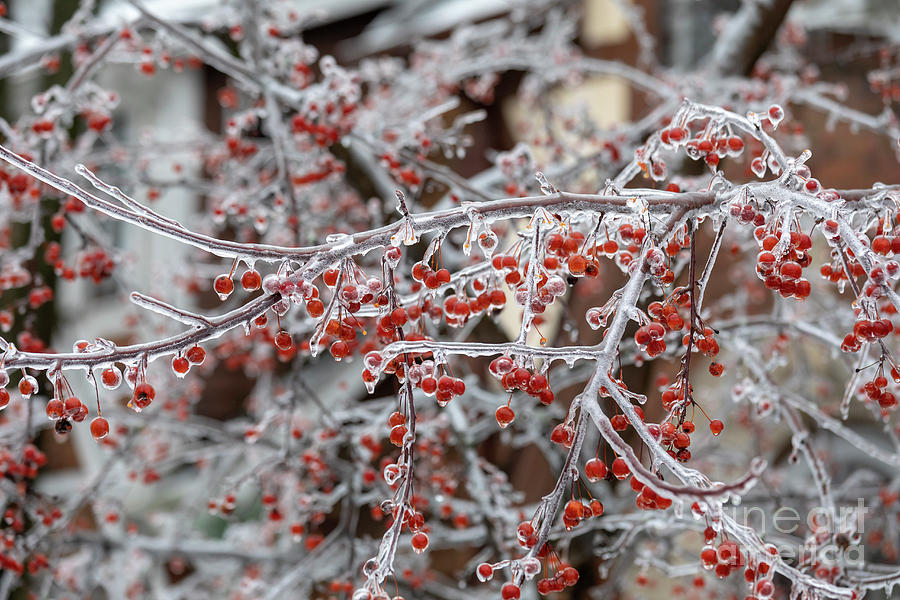 Crab Apple (malus Sp.) Tree After Ice Storm Photograph by Jim West ...