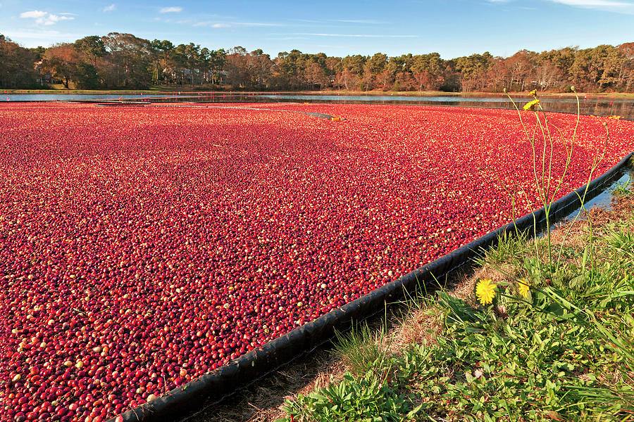 Cranberry Harvest, Cape Cod, Ma #2 Digital Art by Claudia Uripos