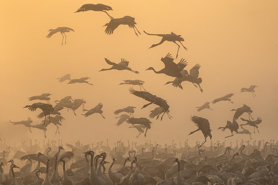 Nature Photograph - Cranes At Sunrise... #2 by Natalia Rublina