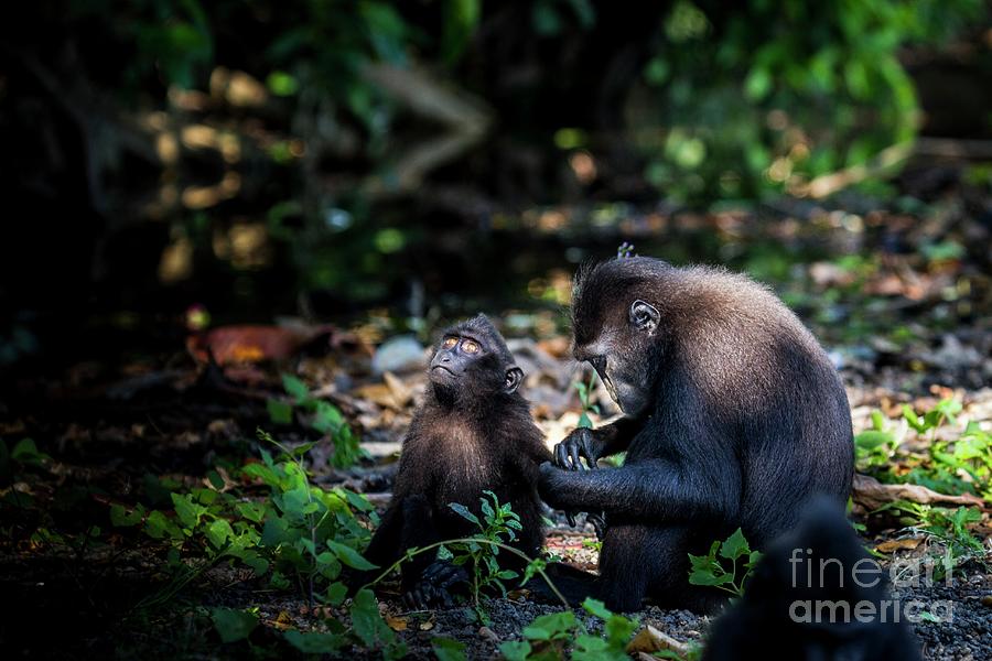 Crested Black Macaques #2 Photograph by Paul Williams/science Photo Library