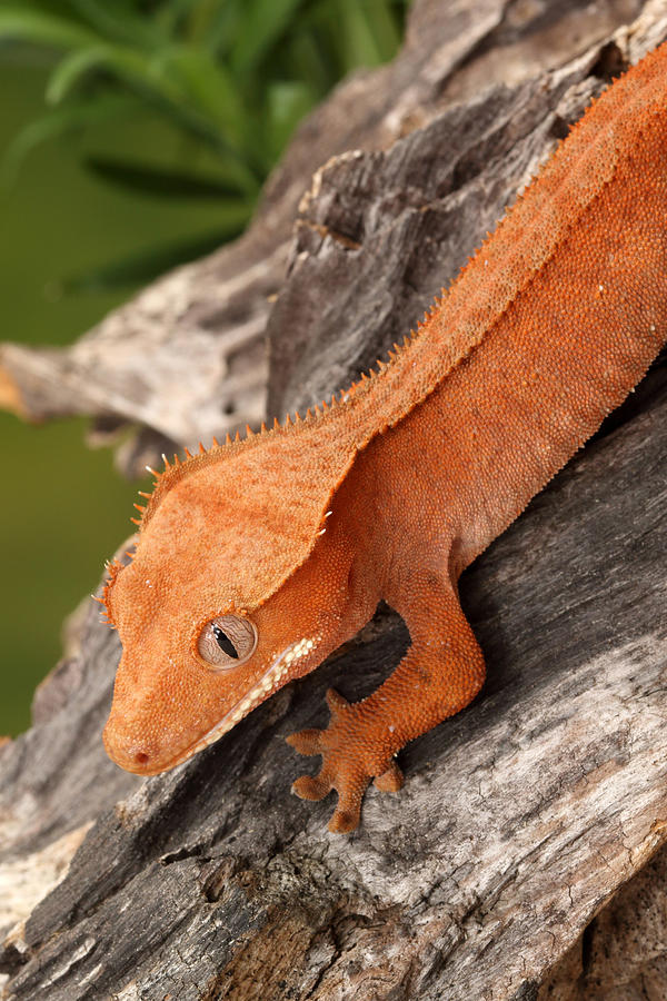 Crested Gecko Correlophus Ciliatus #2 Photograph by David Kenny