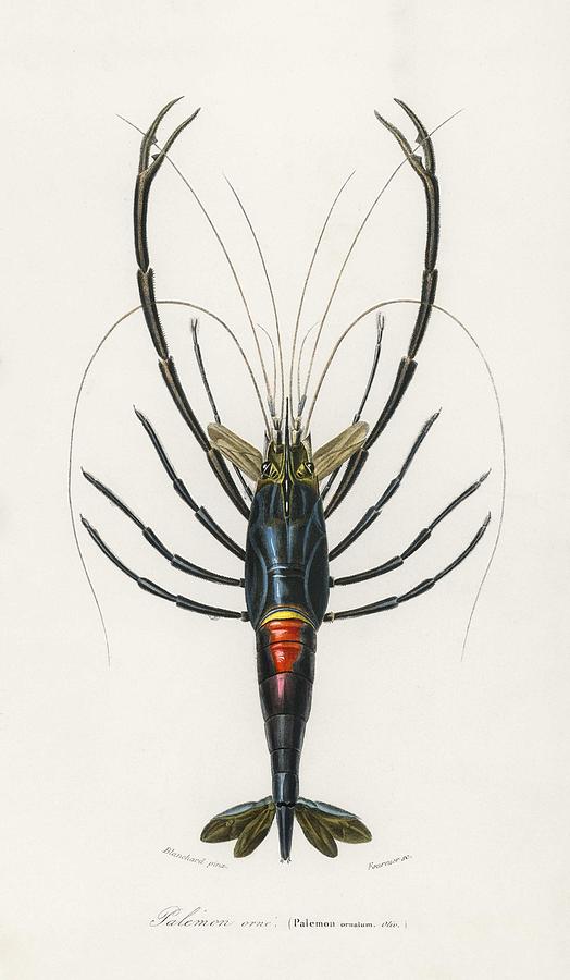 Crimson Crawfish Palemon Ornatum illustrated by Charles Dessalines D ...