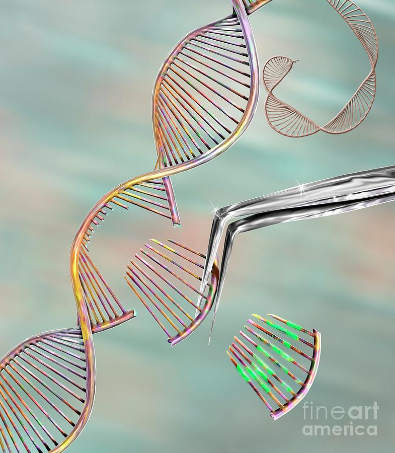 Crispr Photograph - Crispr Gene Editing #2 by Keith Chambers/science Photo Library