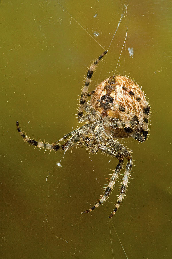 Araneus Diadematus Bite