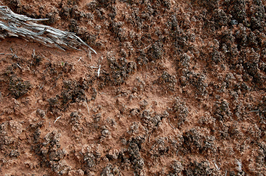 Cryptobiotic Soil Crust #2 Photograph by William Mullins