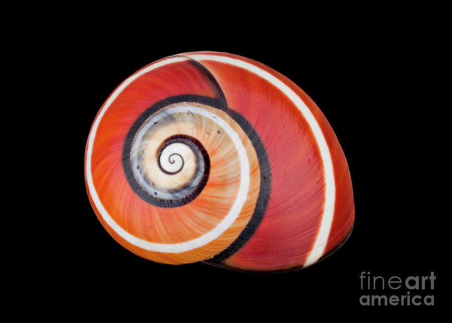 Premium Photo  Snail with red shell and white shell on dark