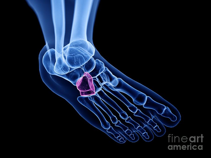 Foot Bone Anatomy Cuboid Fx