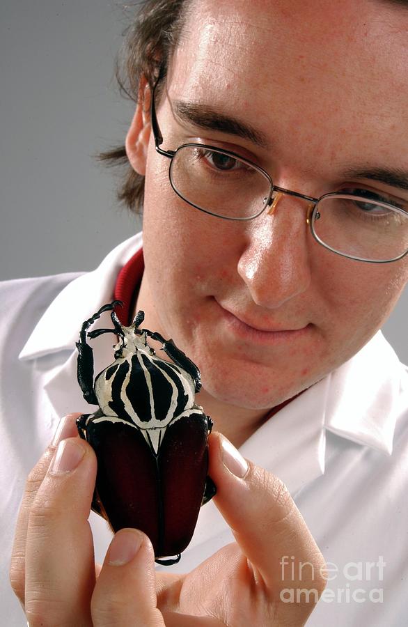 Nature Photograph - Curator With Beetle Specimen #2 by Natural History Museum, London/science Photo Library