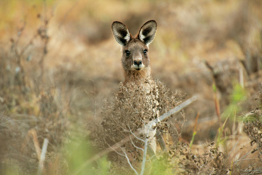 Cute Australian Kangaroo by Rob D Imagery Cute Australian Kangaroo by Rob D Imagery