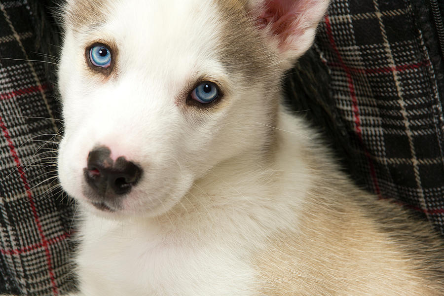Cute husky puppy #2 Photograph by Seeables Visual Arts