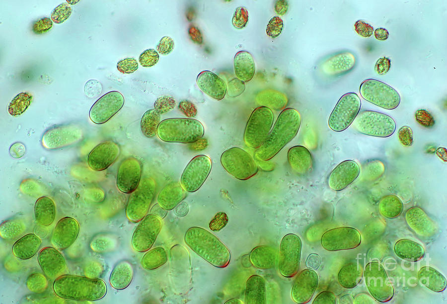 Cyanobacteria #2 Photograph by Marek Mis/science Photo Library
