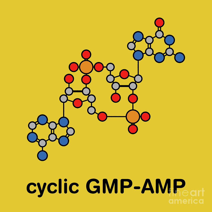 Cyclic Guanosine Monophosphate-adenosine Monophosphate #2 Photograph by Molekuul/science Photo Library