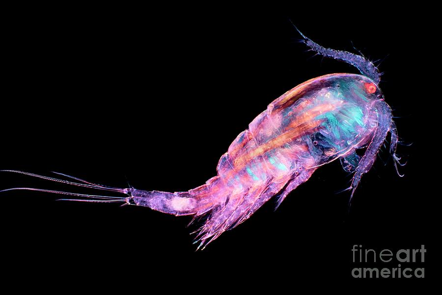 Animal Photograph - Cyclops Copepod #2 by Frank Fox/science Photo Library