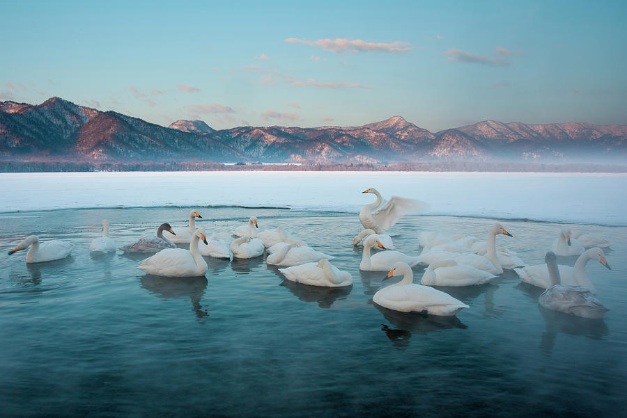 Cygnus Cygnus, Whooper Swans, On A #2 Photograph by Mint Images/ Art Wolfe