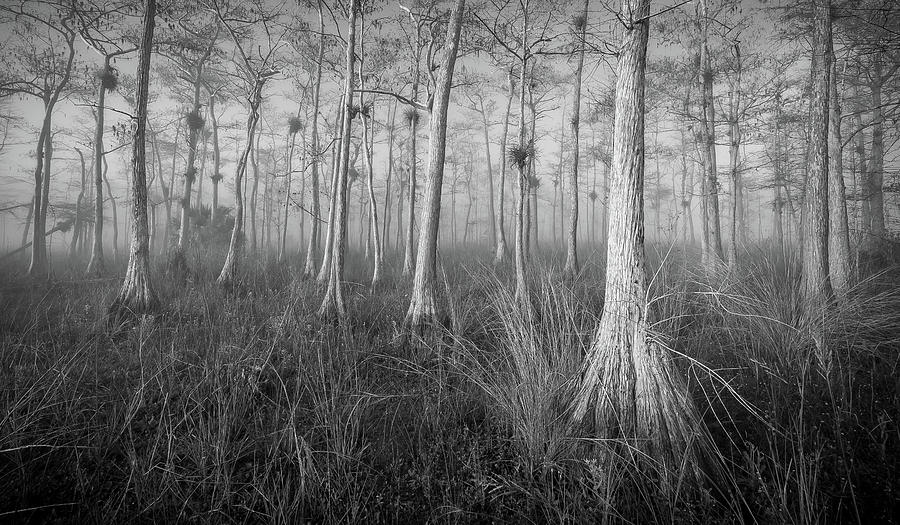 cypress by Bill Martin cypress by Bill Martin