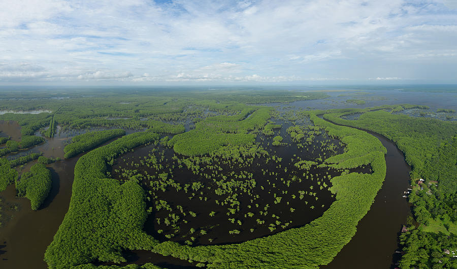 Cypress Trees Reflecting In Caddo Lake, Texas Photograph by Cavan ...