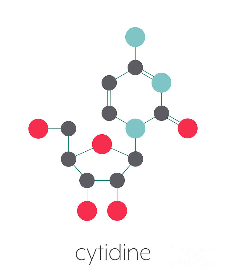 Cytidine Rna Building Block Molecule Photograph by Molekuul/science ...