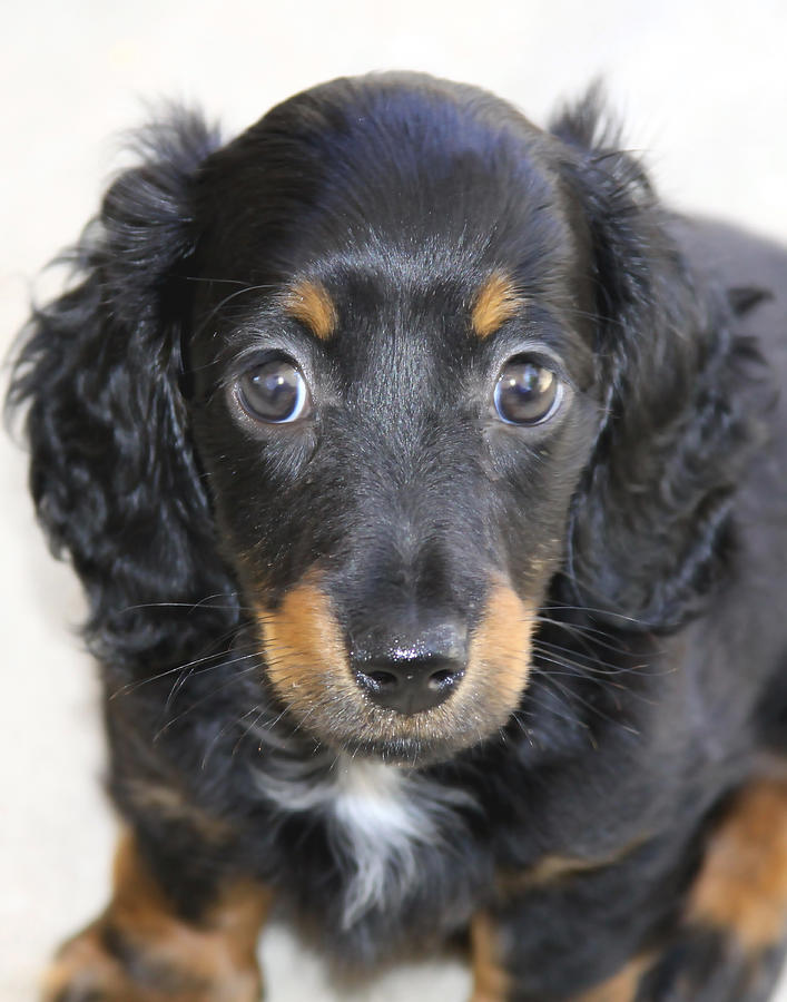 Dachshund Dog Photograph by Dave Byrne - Fine Art America