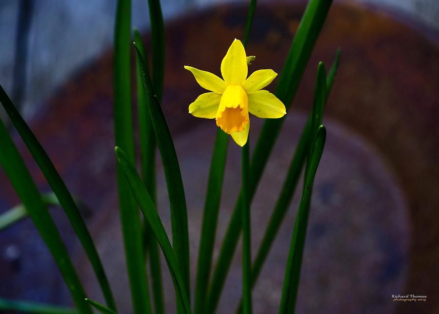 Daffodil Yellow Miniature  #3 Photograph by Richard Thomas