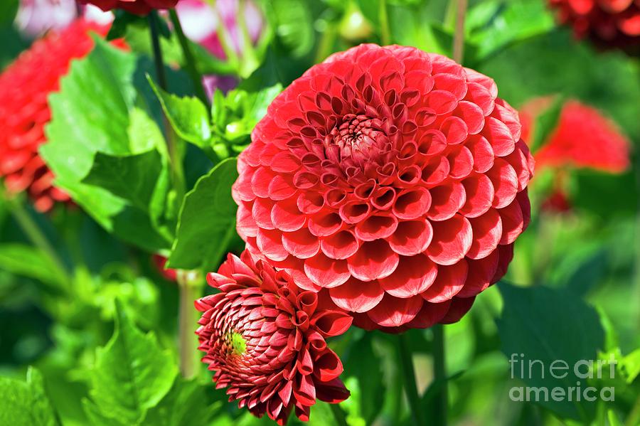 Summer Photograph - Dahlia Flowers #2 by Dr Keith Wheeler/science Photo Library