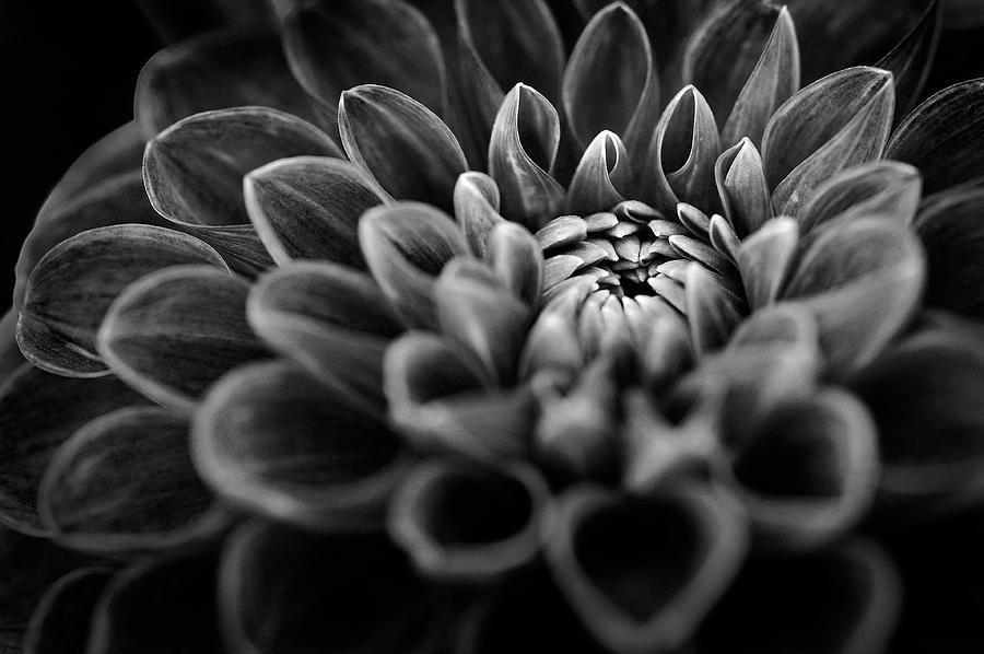 Flower Photograph - Dalia #2 by Niall Whelan