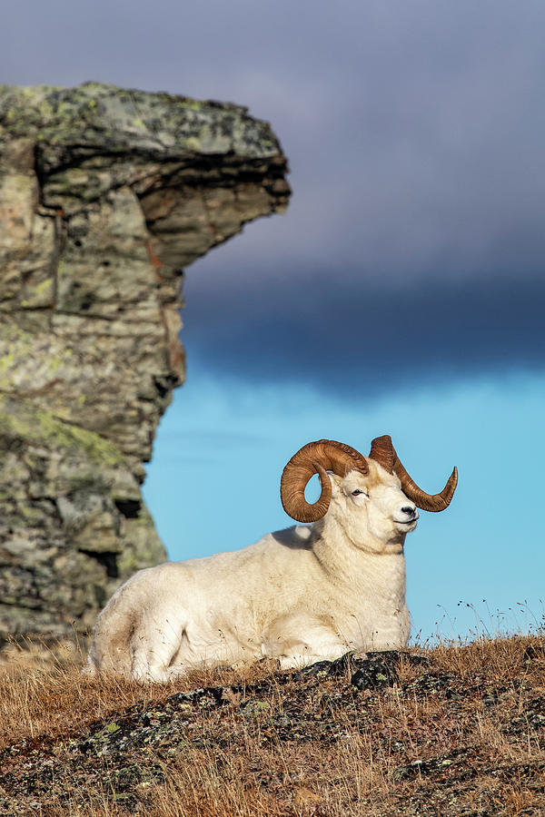 Dall Sheep Ram  Ovis Dalli  In Denali #2 Photograph by Doug Lindstrand