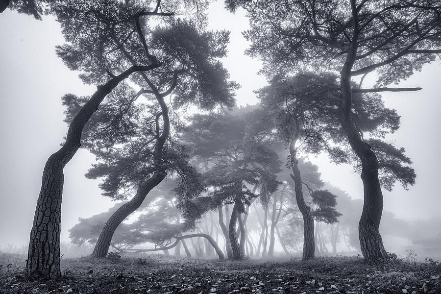 Dancing Trees #2 Photograph by Tiger Seo