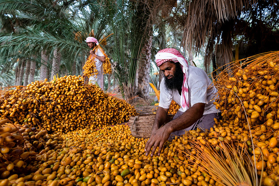 Fruit Photograph - Dates Harvest #2 by Haitham Al Farsi