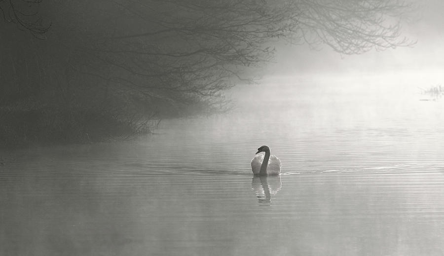 Dawn Swan #2 Photograph by Ian Merton