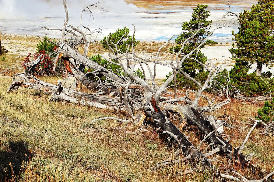 Dead trees at Yellowstone  #2 Photograph by Susan Jensen